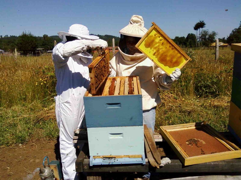 Pequeños productores proyectan potenciar la producción apícola