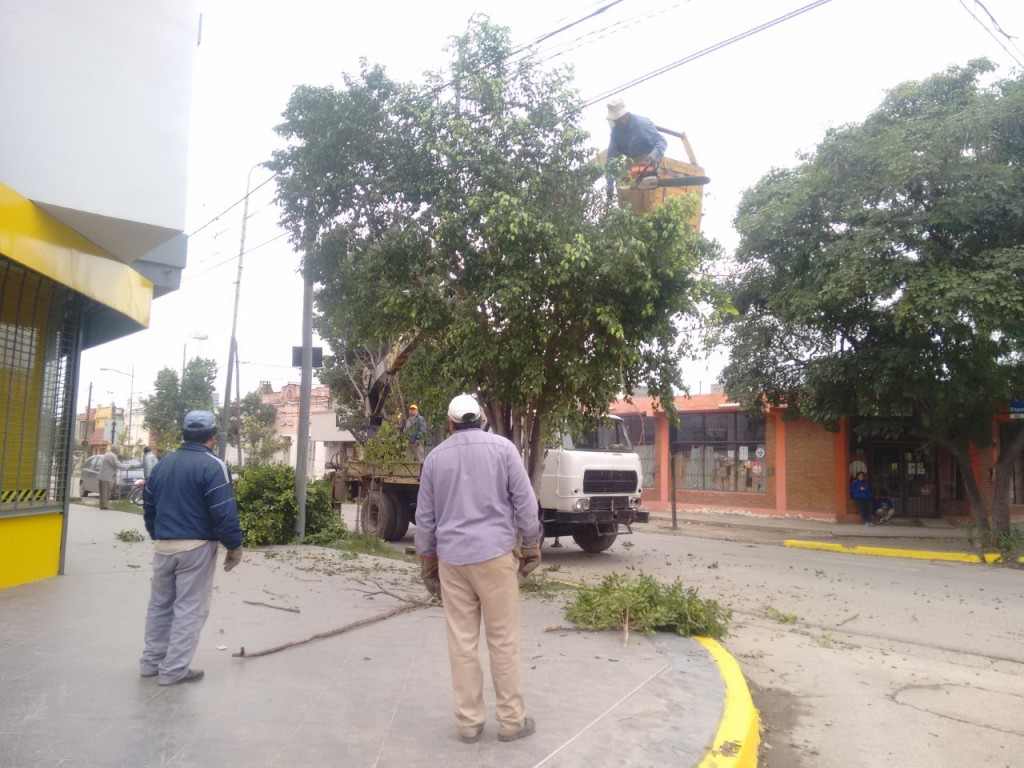 Realizaron la poda de árboles en calle España para la renovación lumínica