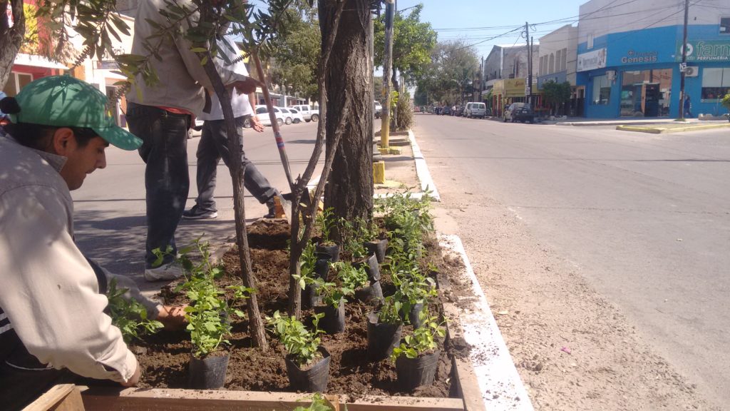 Parques y Paseos trabaja en la parquización de avenida Besares Parques y Paseos trabaja en la parquización de avenida Besares