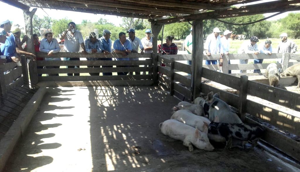 La cría de cerdos crece en Cañada Escobar como una alternativa productiva