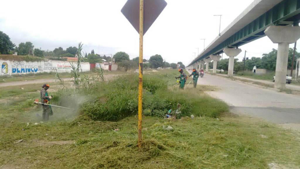 Parques y Paseos trabaja en la poda y desmalezamiento para la mejora del tránsito en la ciudad