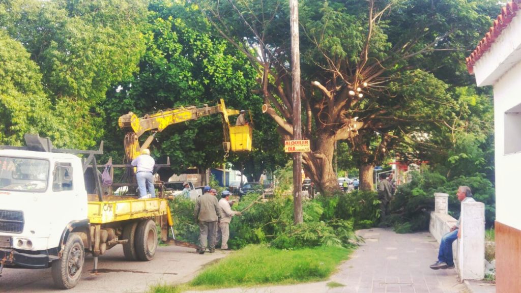 Parques y Paseos trabaja en la poda de árboles con peligro de caída