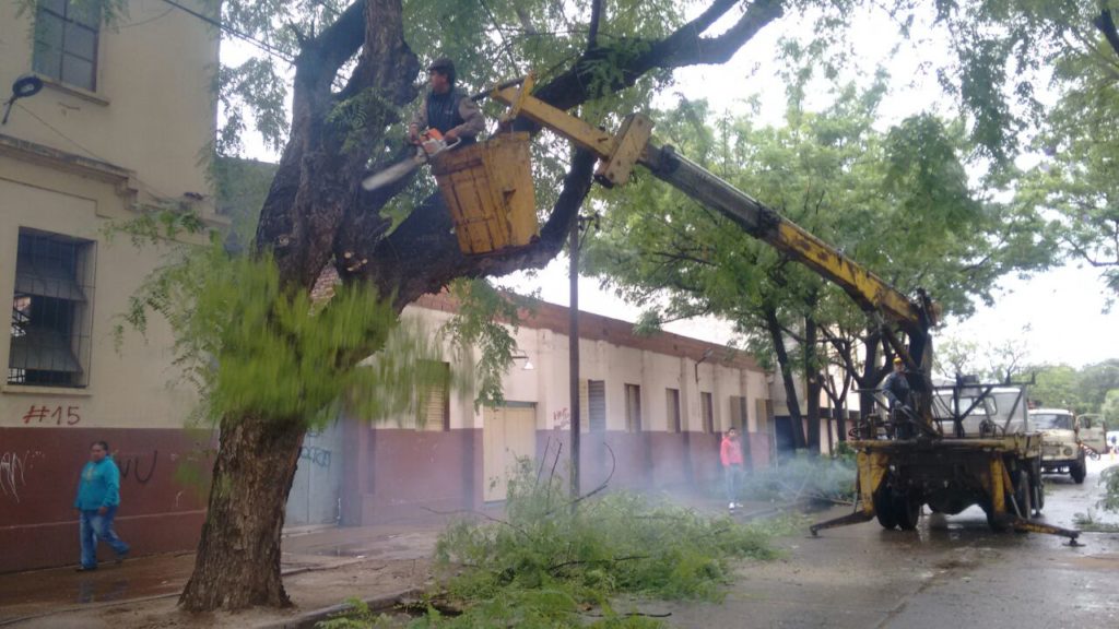 La comuna trabaja para frenar la poda indiscriminada de árboles en la ciudad La comuna trabaja para frenar la poda indiscriminada de árboles en la ciudad