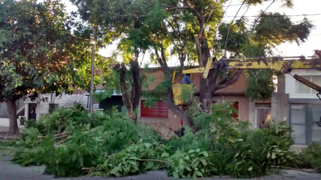 Se realizan tareas de poda de raleo de árboles sobre calle Garay Se realizan tareas de poda de raleo de árboles sobre calle Garay