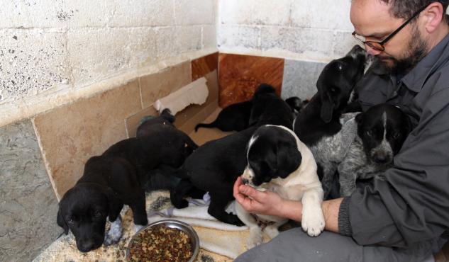 Preocupación: En una semana, se abandonaron a 20 cachorros en La Banda Preocupación: En una semana, se abandonaron a 20 cachorros en La Banda