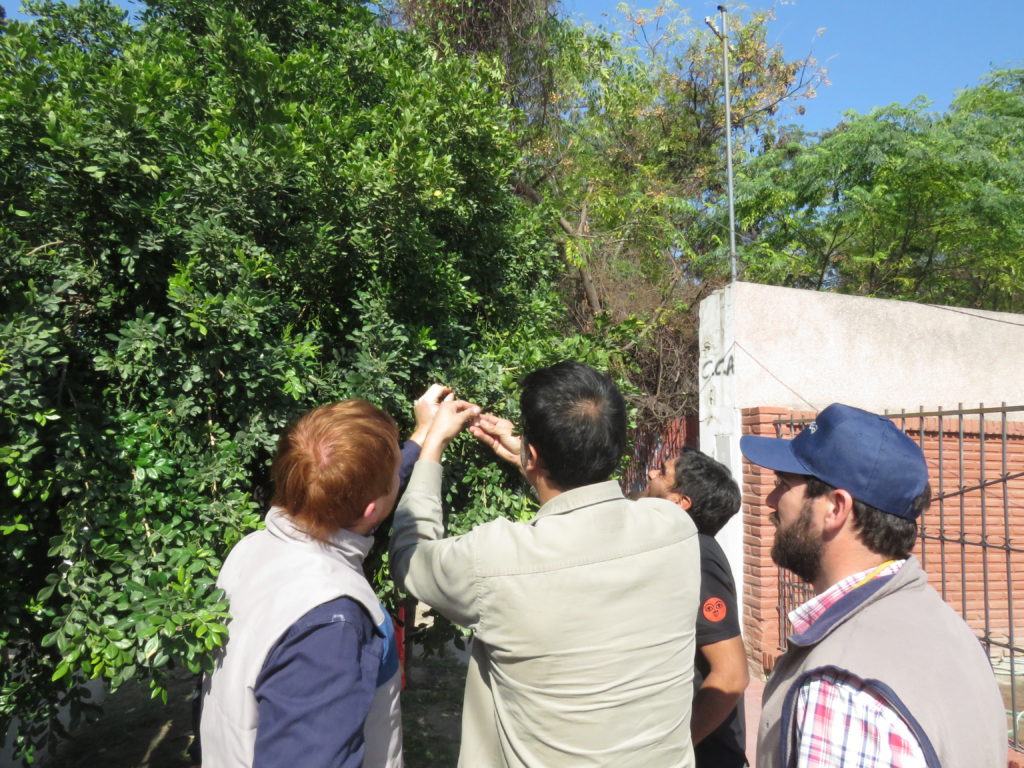Municipio y Senasa trabajan para combatir una plaga que amenaza a los cítricos Municipio y Senasa trabajan para combatir una plaga que amenaza a los cítricos