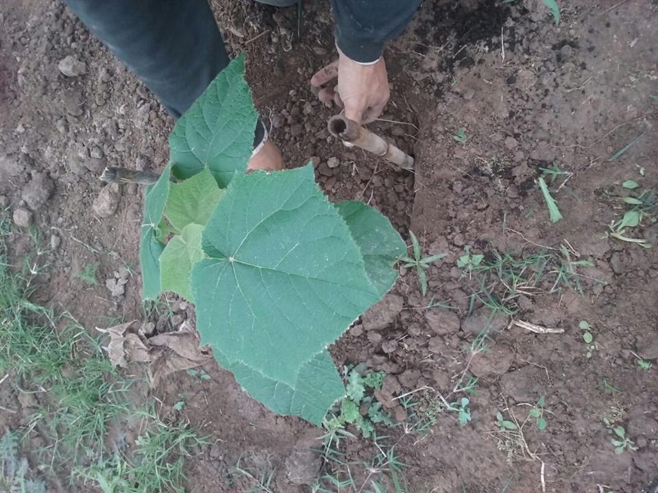 Bandera Verde: Ya se plantaron más de 3000 especies en la ciudad