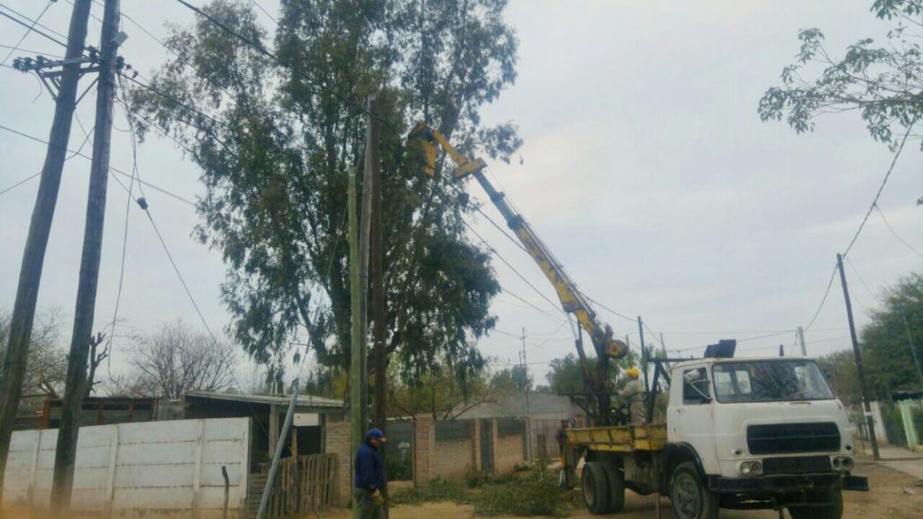 Personal municipal realizó la poda de un eucaliptus que era una amenaza