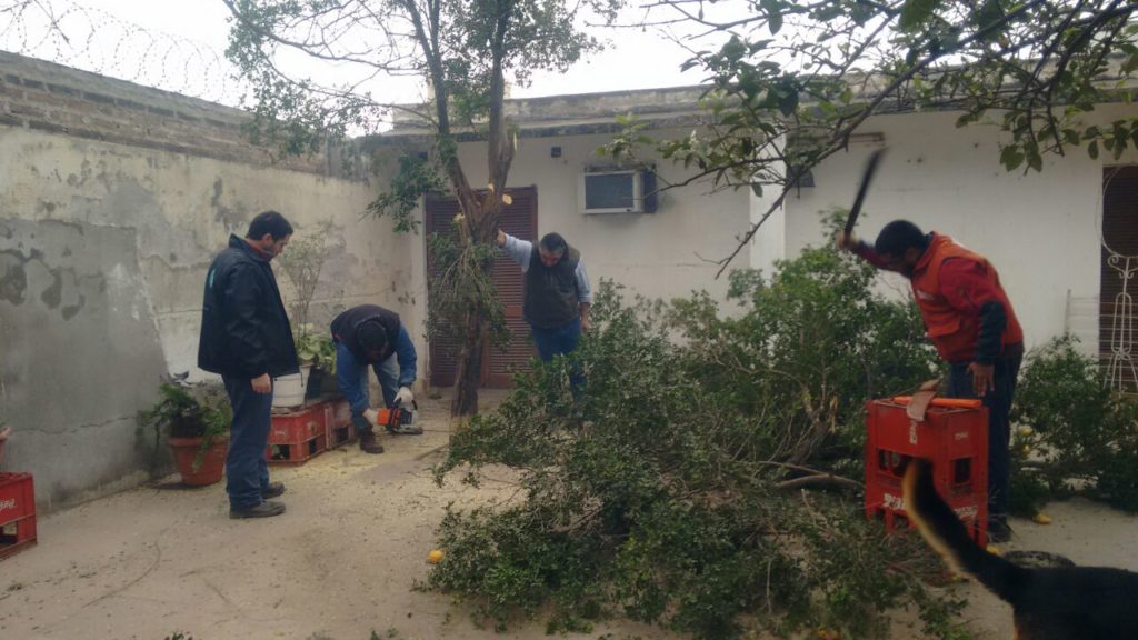 Comenzaron los trabajos para erradicar plantas afectadas por HLB Comenzaron los trabajos para erradicar plantas afectadas por HLB