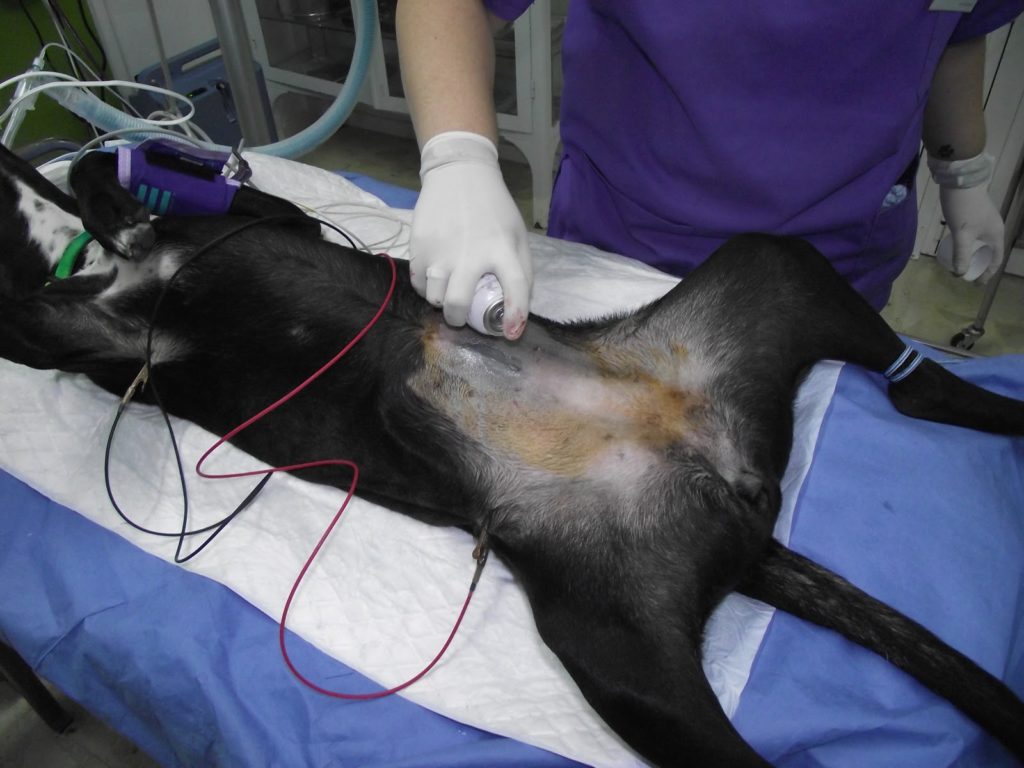 El Centro de Rehabilitación Animal destaca la importancia de las castraciones