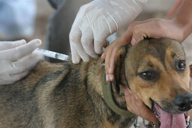 Se agotaron los turnos para castraciones de mascotas a bajo costo