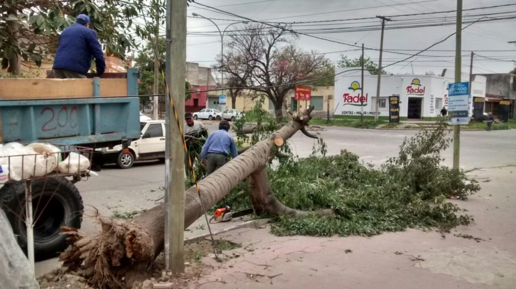 El fuerte viento provocó la caída de árboles y ramas en la ciudad El fuerte viento provocó la caída de árboles y ramas en la ciudad