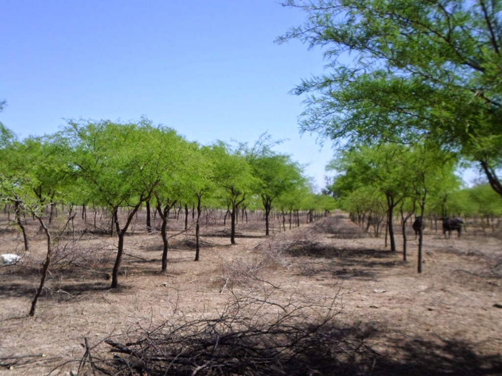 Este año plantarán 100 mil algarrobos blancos en el área de riego del Río Dulce Este año plantarán 100 mil algarrobos blancos en el área de riego del Río Dulce