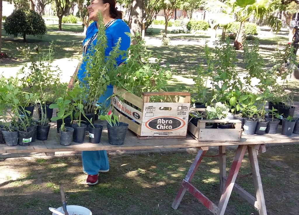 Este jueves, cambiarán cartón, papel y botellas plásticas por plantines Este jueves, cambiarán cartón, papel y botellas plásticas por plantines
