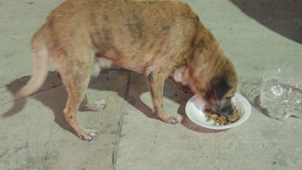 Denuncian a una vecina del Siglo XXI por alimentar a perros callejeros