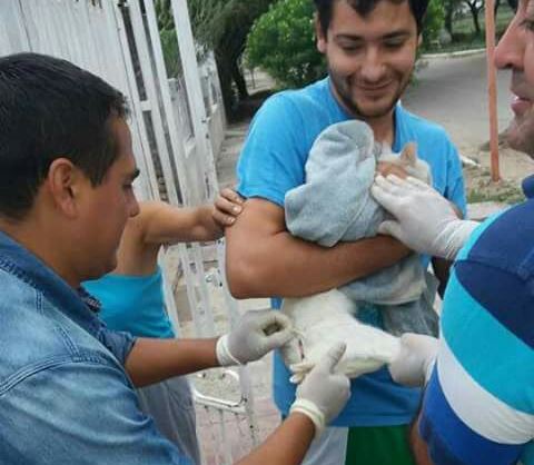 Intensifican la campaña antirrábica en los barrios de Clodomira Intensifican la campaña antirrábica en los barrios de Clodomira