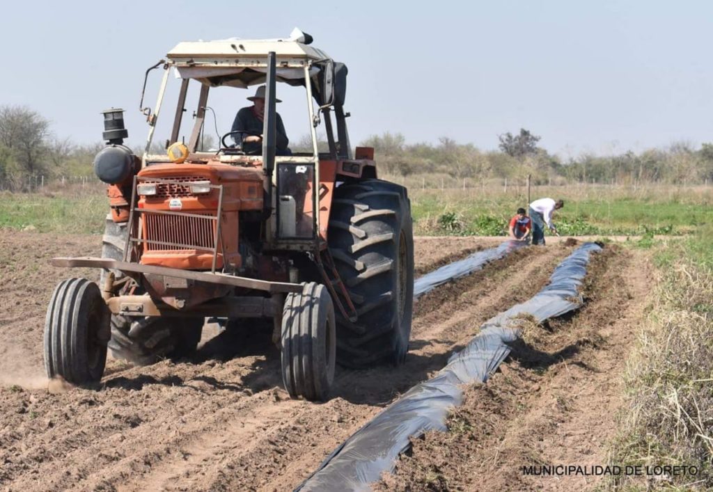 Los productores de Loreto apuestan a la cosecha temprana 2018