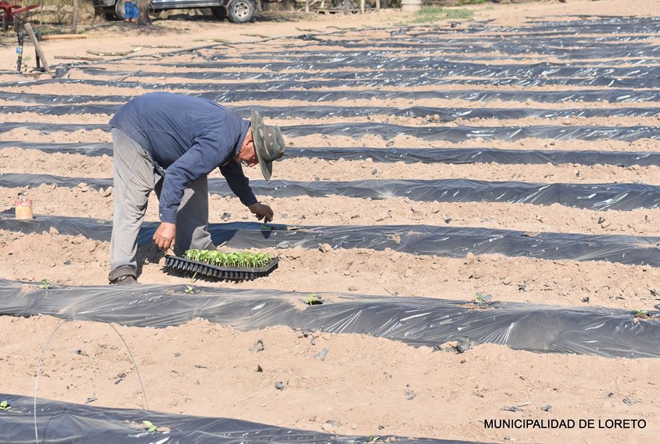 En Loreto se realizará el primer Festival del Agricultor