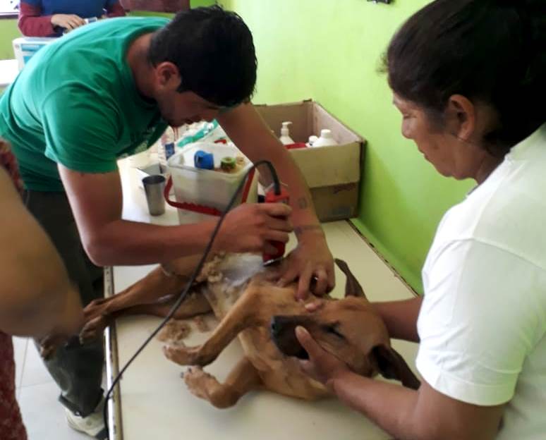 Se realizó con éxito la primera campaña de castración de mascotas