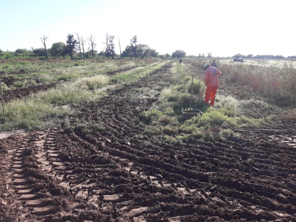 Se plantarán 65 mil ejemplares de algarrobo blanco en dos meses