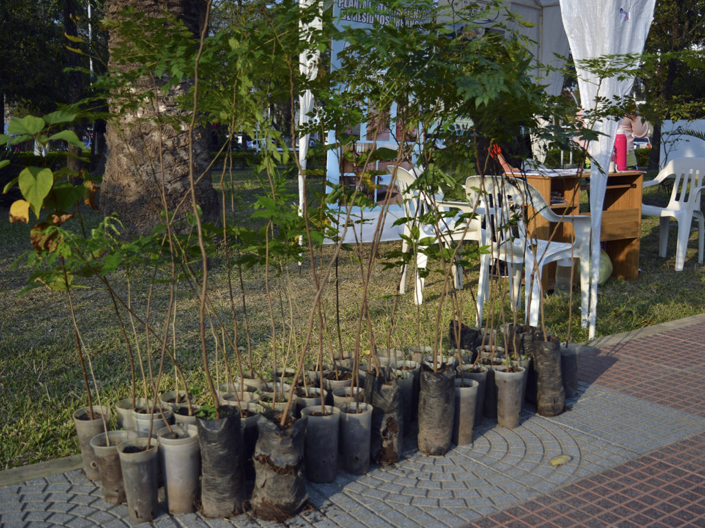 Este jueves entregarán plantines gratis en la Unse