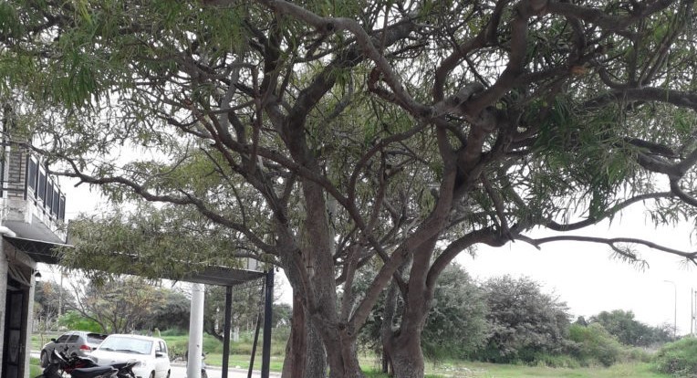 Conocé la plaga estacional que destruye plantas en Santiago y La Banda Conocé la plaga estacional que destruye plantas en Santiago y La Banda