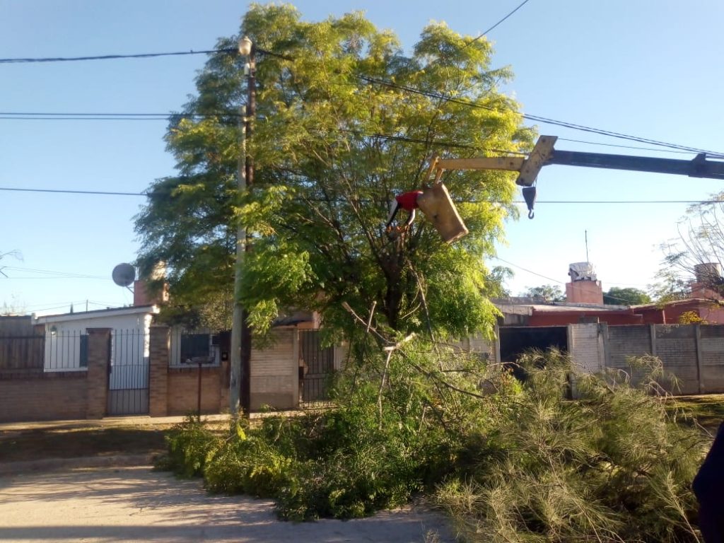 Mariposa blanca: Recomiendan que la poda de árboles no debe ser excesiva