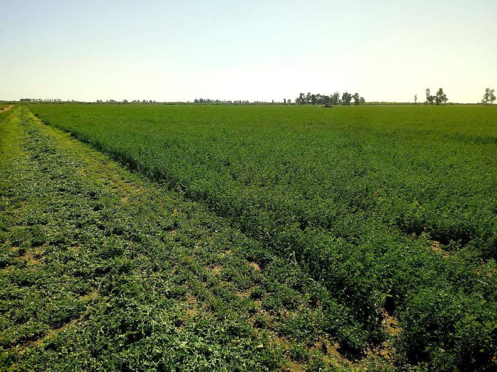 Productores de Robles exportarán alfalfa a países asiáticos