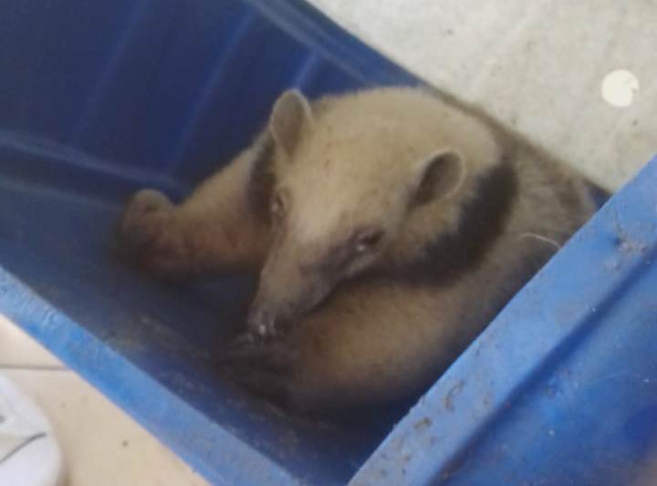 Rescatan a un oso melero que deambulaba en avenida 25 de Mayo Rescatan a un oso melero que deambulaba en avenida 25 de Mayo