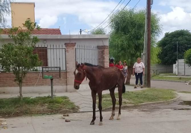 Alerta Banda salvó la vida a una yegua con ayuda de un grupo de vecinos Alerta Banda salvó la vida a una yegua con ayuda de un grupo de vecinos