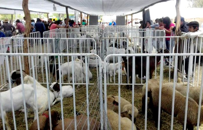 El sur santiagueño llevará todo su potencial productivo a la Expo Rural Sumampa