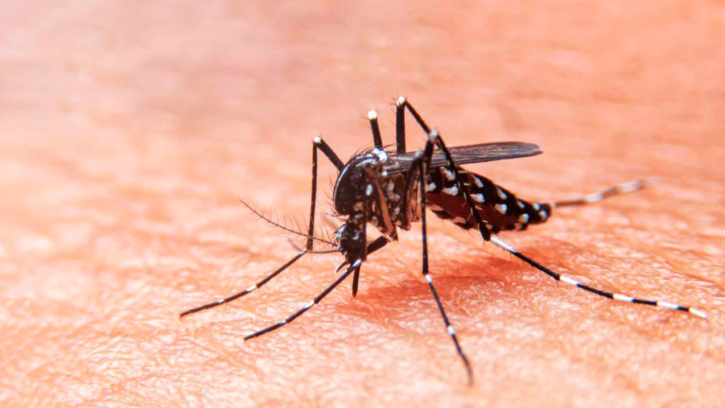 La provincia se une para hacerle frente al dengue