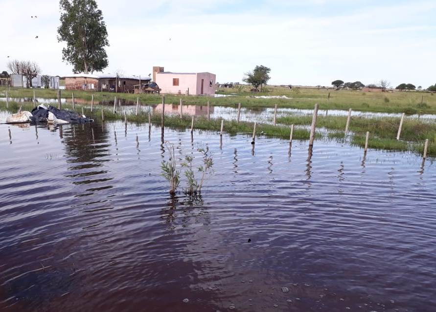 Preocupa invasión de mosquitos en un paraje del departamento Juan Felipe Ibarra Preocupa invasión de mosquitos en un paraje del departamento Juan Felipe Ibarra