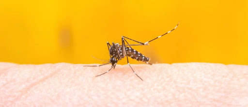 La otra lucha: crecen los casos de dengue en la provincia La otra lucha: crecen los casos de dengue en la provincia