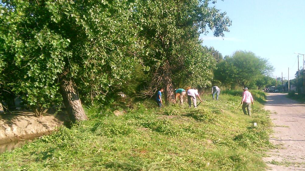 Prohíben la poda de árboles dentro del ejido de Clodomira Prohíben la poda de árboles dentro del ejido de Clodomira