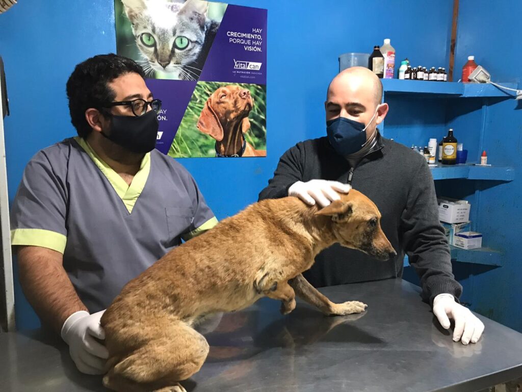 El Centro Municipal de Sanidad Animal reabrió sus puertas