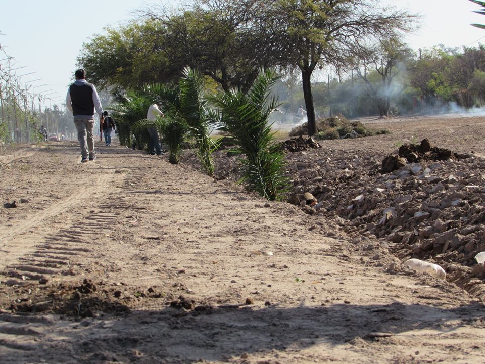 Colonia El Simbolar continúa su ambicioso plan de forestación