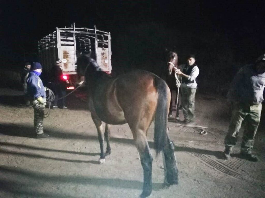 Secuestran una decena de animales sueltos en las calles de Frías Secuestran una decena de animales sueltos en las calles de Frías