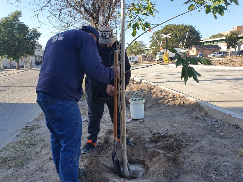 Los lapachos blancos embellecerán la avenida 25 de Mayo