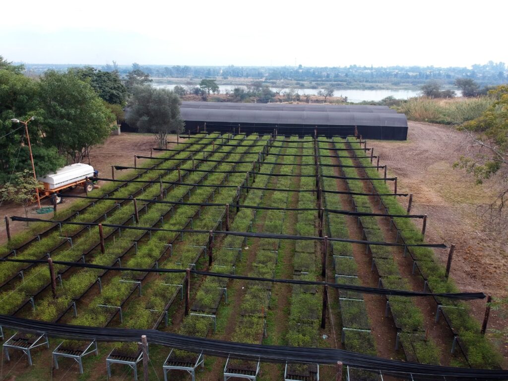 Las Termas cuenta con la plantación de algarrobo blanco más grande del país