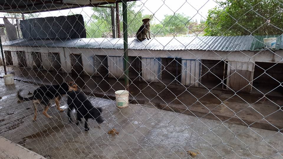 La Banda: Muerte, robo y destrucción en el Centro de Sanidad Animal