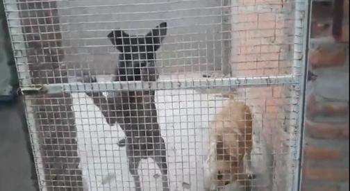 La Banda: Nuevo ataque vandálico al Centro Municipal de Sanidad Animal
