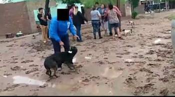 Herrera: Apuñaló a un perro y quedó grabado en un video Herrera: Apuñaló a un perro y quedó grabado en un video