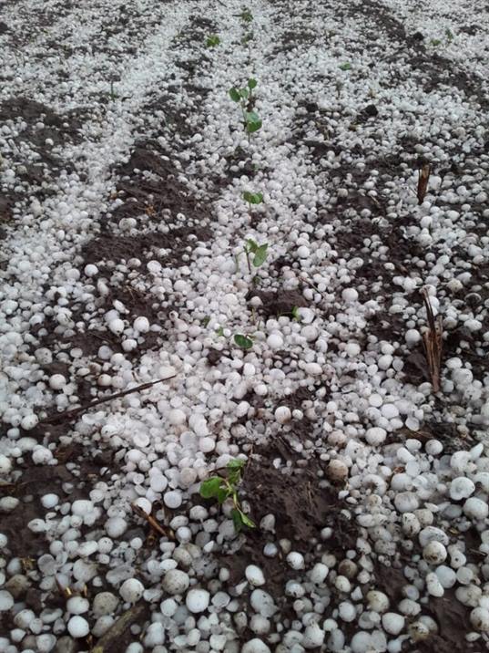 Agua, viento y granizo azotaron el interior santiagueño Agua, viento y granizo azotaron el interior santiagueño