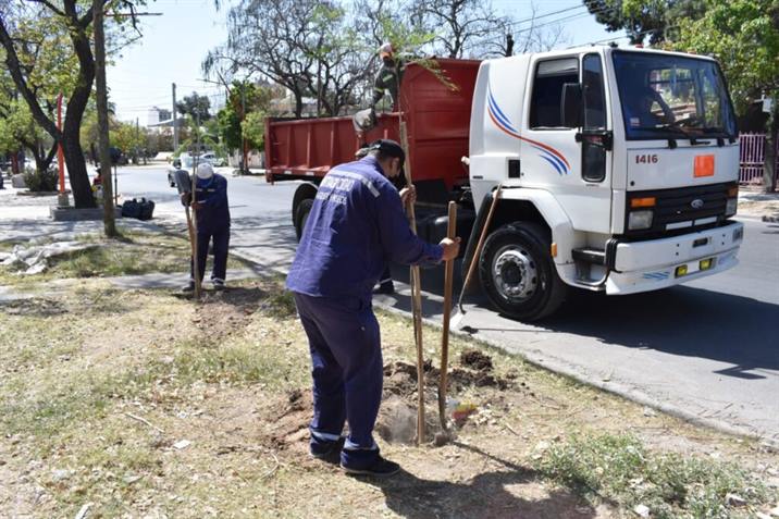 Plantan jacarandas para incrementar el patrimonio forestal de la Capital Plantan jacarandas para incrementar el patrimonio forestal de la Capital