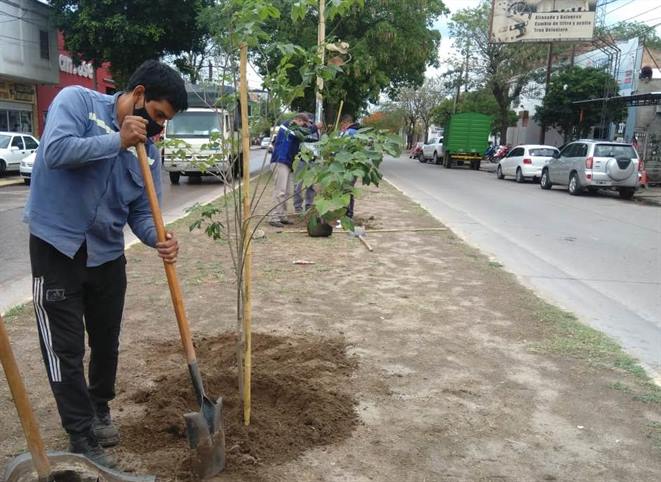 Proyectan plantar 20 mil árboles en La Banda Proyectan plantar 20 mil árboles en La Banda