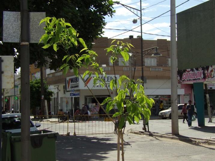 Empresas privadas se suman a la campaña de arbolado urbano en La Banda Empresas privadas se suman a la campaña de arbolado urbano en La Banda