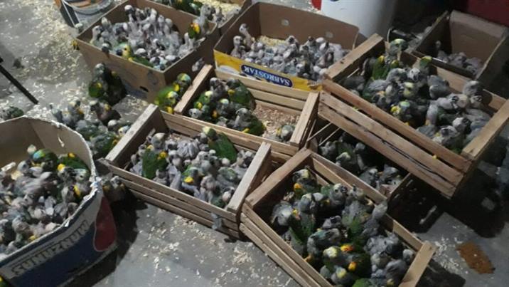 Duro golpe a traficantes de catas, loros y tortugas Duro golpe a traficantes de catas, loros y tortugas