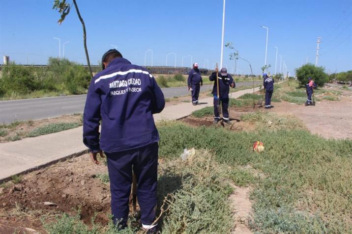 Plantarán más de 4500 árboles en los márgenes de la avenida de Circunvalación
