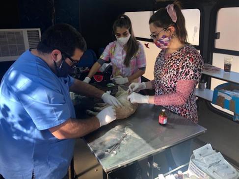 Realizarán castraciones a bajo costo para perros y gatos mestizos